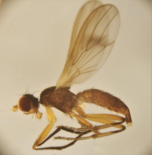 Tetanura pallidiventris